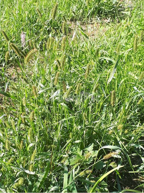 강아지풀,야생화,개꼬리풀,한해살이,동심,노여움,식물,자연,plants,nature