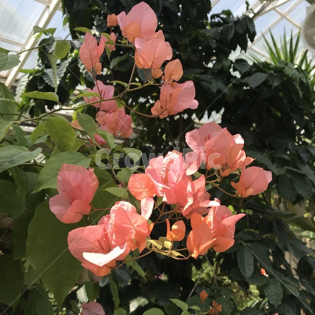 꽃,식물,자연,flower,plants,nature