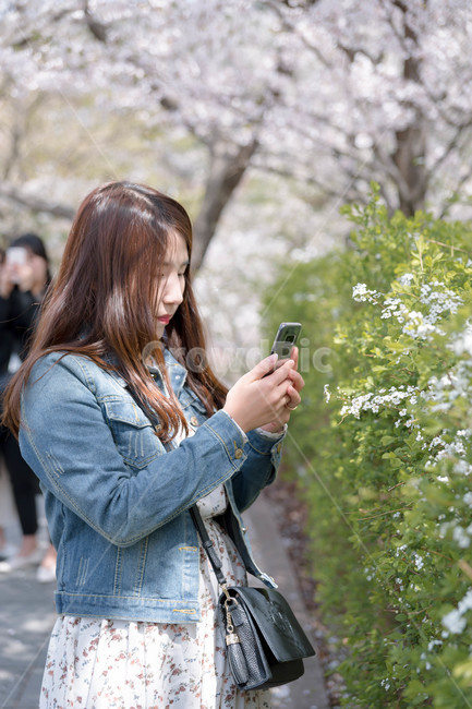 여자,벚꽃,flower,girl,woman,cheeryblossom,portrait,봄,계절,spring,season,사람,인물,인간,human,person,여성,여자,woman,female,lady