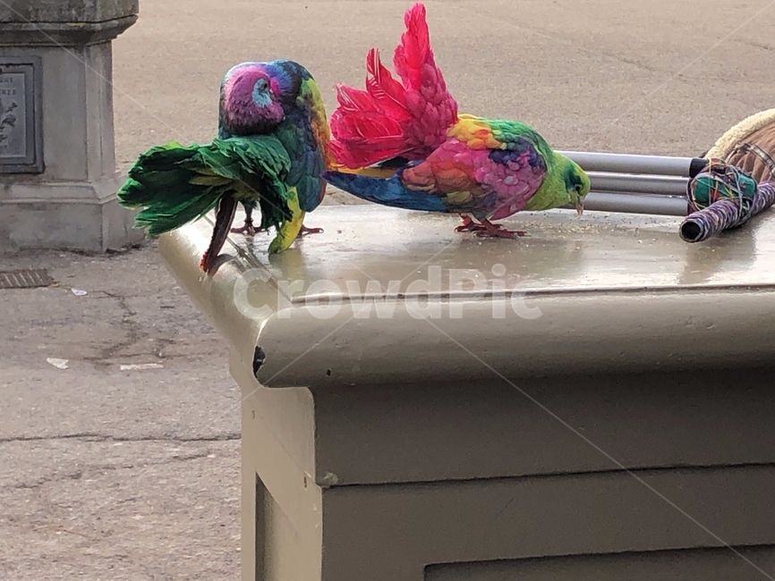 앵무새,새,유럽,무지개,bird