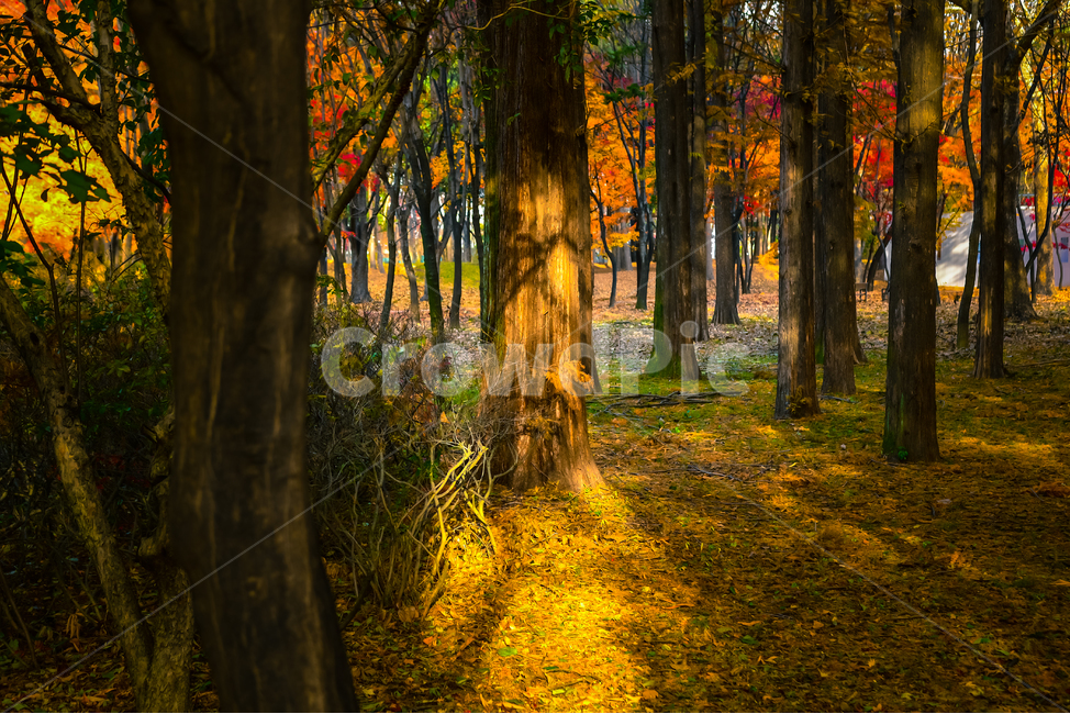 tree,나무,plant,식물,ground,가을,늦가을,단풍,낙엽,자연,순광,가을,계절,fall,autumn,season,자연,풍경,nature,landscape