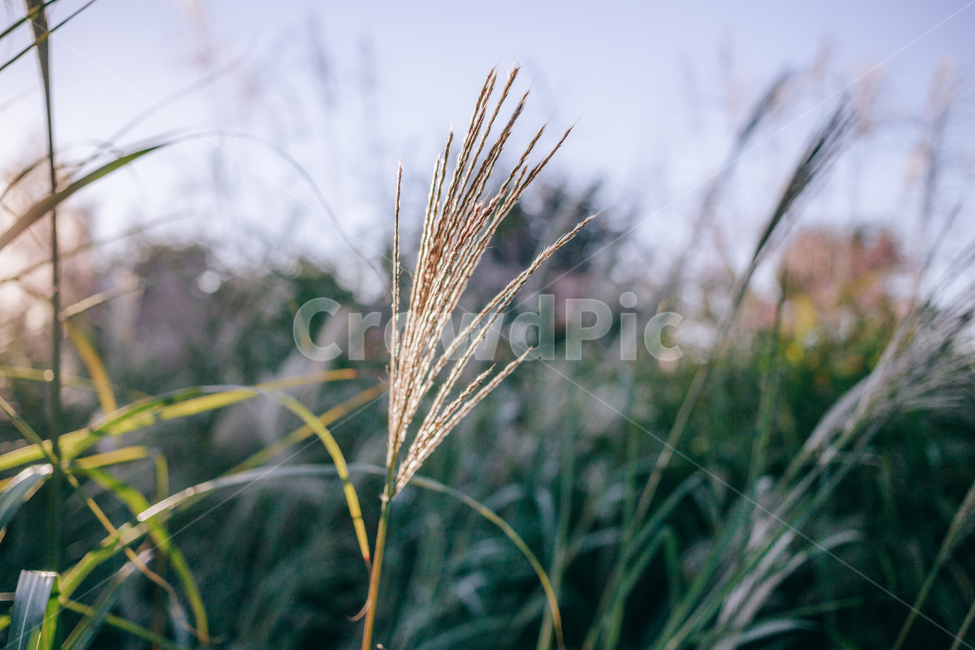 가을,갈대,햇살,햇볕,자연,풀,풀잎,잎사귀,가을,계절,fall,autumn,season,식물,자연,plants,nature,grass,잔디,plant