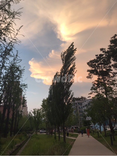 plant,식물,tree,나무,저녁,노을,공원