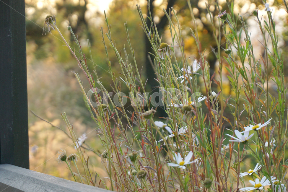 plant,식물,야생꽃,green,잎,Wildflower,야생화,풀,grass,herb,초록,숲