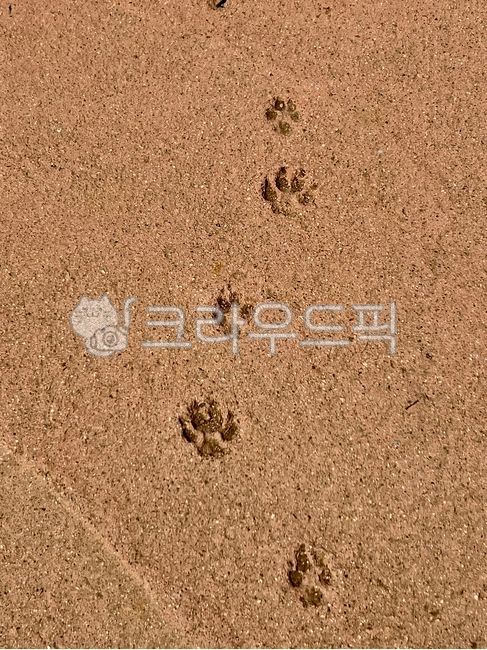 바닥,고양이,고양이발자국,발자국,동물발자국,cat,footprint,catfootprint,road,animal