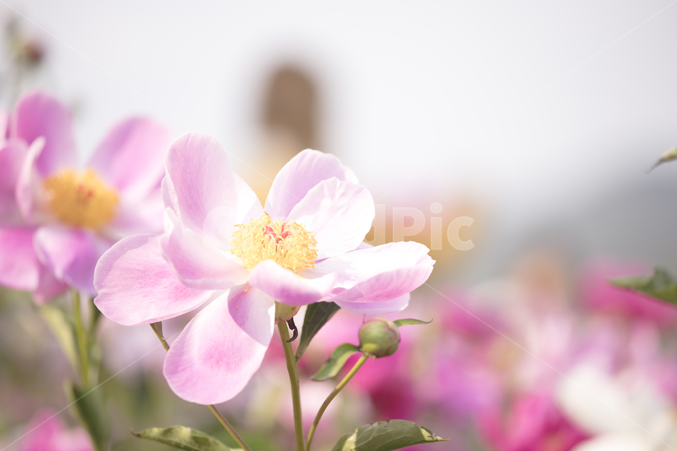 봄꽃,작약,작약꽃,식물,자연,꽃봉오리,flower,nature,화사한,꽃사진,식물,자연,plants,nature,꽃,flower