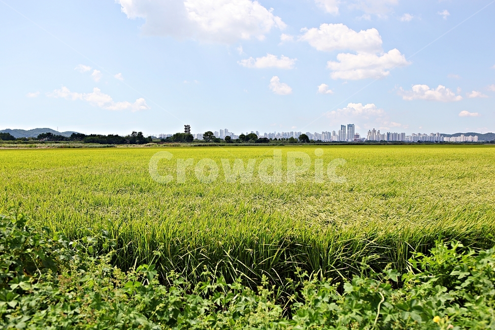 벼,곡식,쌀,논,농업,농사,들,자연,풍경,하늘,구름,자연,풍경,nature,landscape,field,grassland,목초지,outdoors,옥외