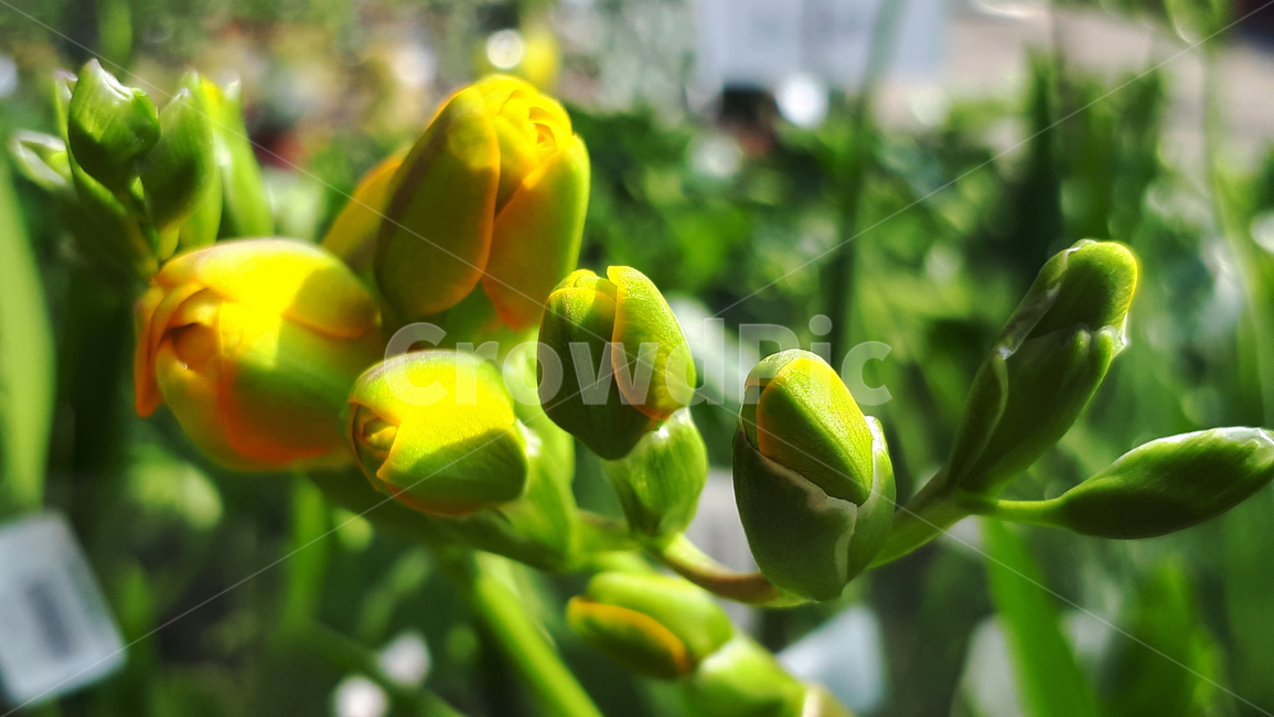 후리지아,꽃,plant,blossom,싹,flower,식물,새싹,식물,자연,plants,nature,꽃,flower