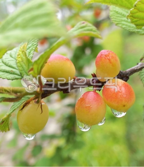 앵두,열매,앵두열매,앵두나무,식물