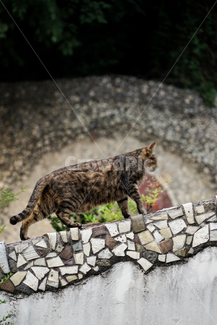 고양이,동물,포유류,길냥이,cat,animal,pet
