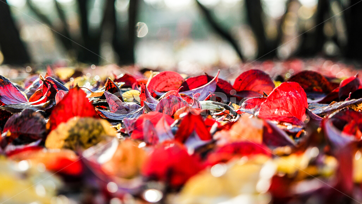 가을,단풍,낙엽,한강,뚝섬유원지,이슬,plant,식물,tree,나무,treetrunk,나무줄기,가을,계절,fall,autumn,season,leaf,잎
