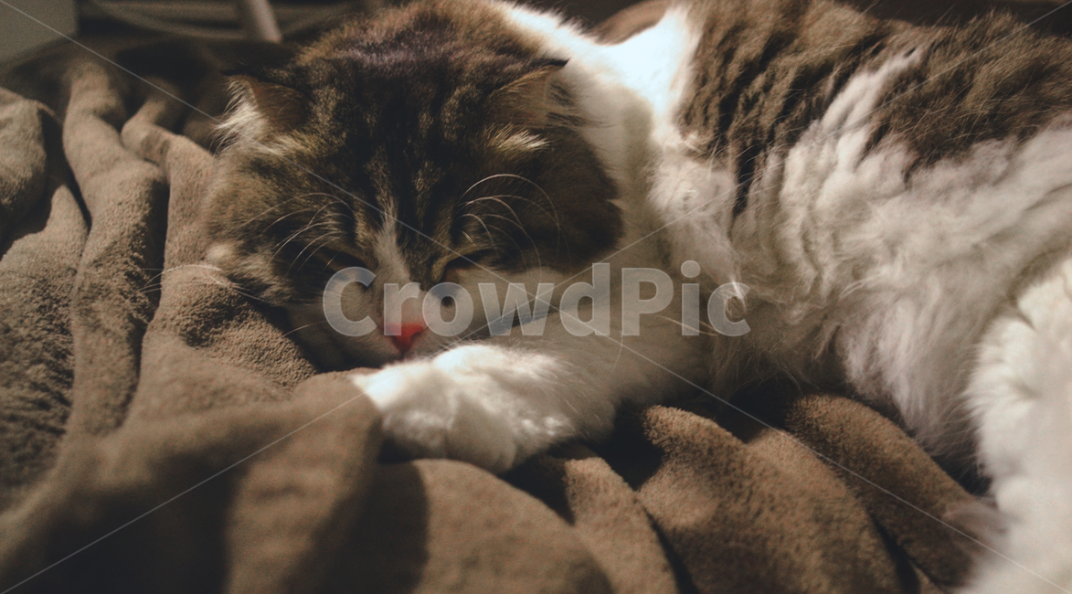 고양이,반려동물,포유류,귀여움,브라운,cat,kitten,kitty,cute,pet,반려묘,동물,갈색,brown,mammal,animal,소프트,낮잠,휴식,동물,animal,포유류,mammal,고양이,cat,kitten,kitty