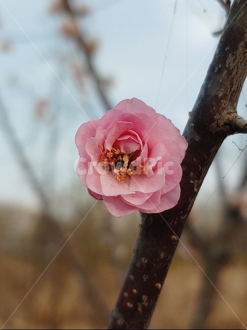 pollen,화분,plant,식물,blossom,rose,장미,flower,꽃,봄