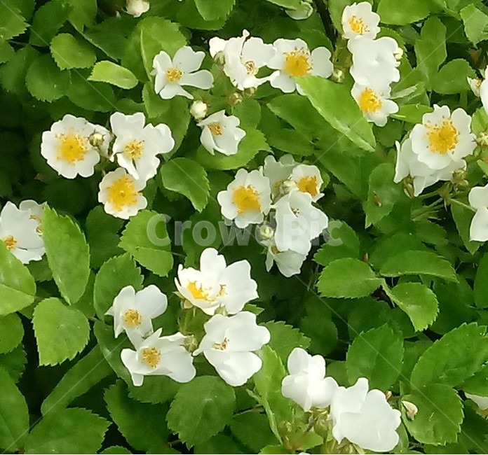 찔레꽃,식물,꽃,multiflorarose,장미과,야장미,들장미