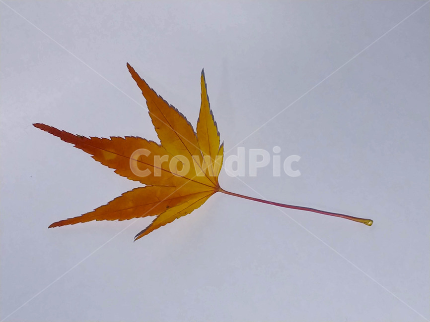 단풍잎,나뭇잎,가을,잎,낙엽,식물,autumn,leaf,leaves,maple,fall,plant,계절,season,가을,계절,fall,autumn,season,식물,자연,plants,nature