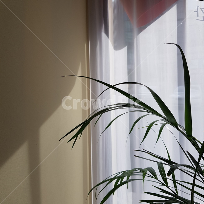 plant,식물,카페,감성,햇빛,그림자,커튼,보태니컬