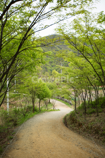 풍경,나무,자연,하늘,배경,tree,식물,자연,plants,nature,나무,trees,wood