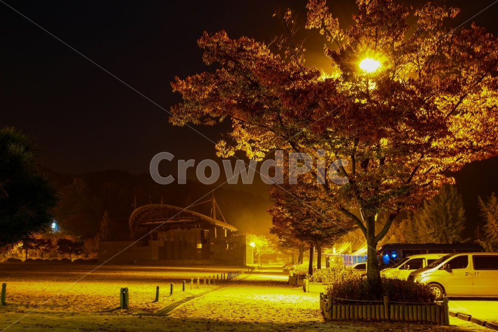 야경,nightview,공원,fall,은행나무,감성,감성사진,공원야경,야경,밤,풍경,nightscape,night,landscape,light,빛,flare,플레어,transportation,교통,car,차,vehicle,차량,automobile,자동차