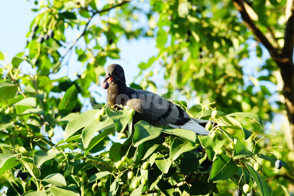식물,자연,비둘기,새,bird,animal,동물,동물,animal,조류,새,birds