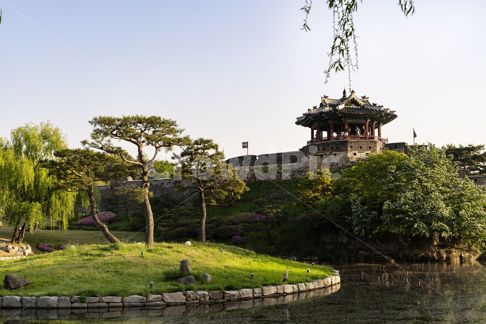 방화수류정,용연,수원화성,화성,연못,소나무,버드나무,정자,문화재,보물,인공연못,landscape,nature,culturalassets,pool