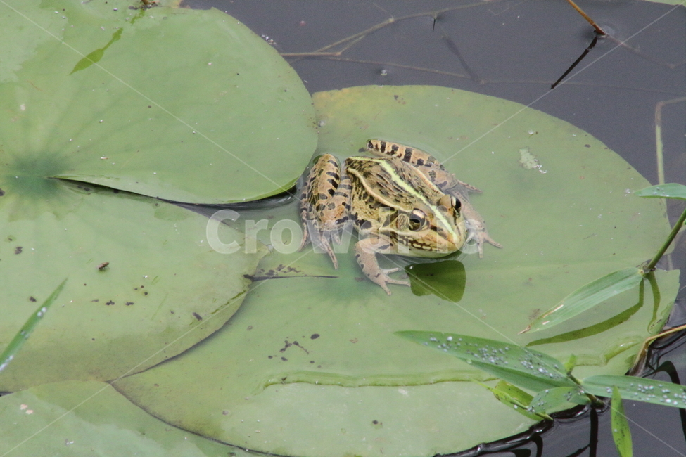 개구리,양서류,동물,토종개구리,frog,동물,animal,파충류,양서류,reptile,amphibian
