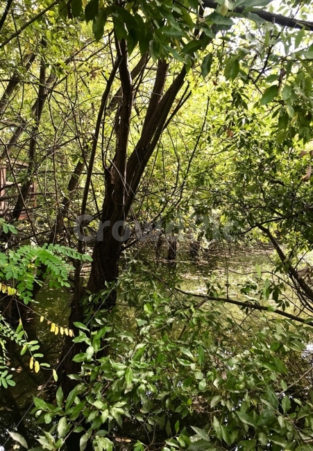 나무,tree,자연,natural,호수,lake,공원,park,식물,자연,plants,nature,나무,trees,wood