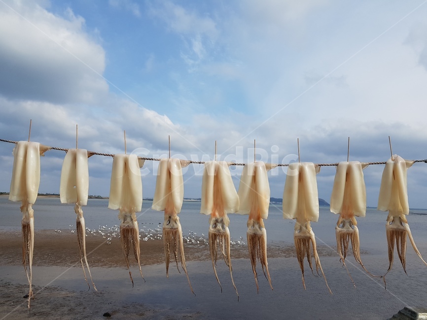 오징어,건어물,풍경,하늘,바다,산업,industry,industrial,어업,fishery,fishing industry