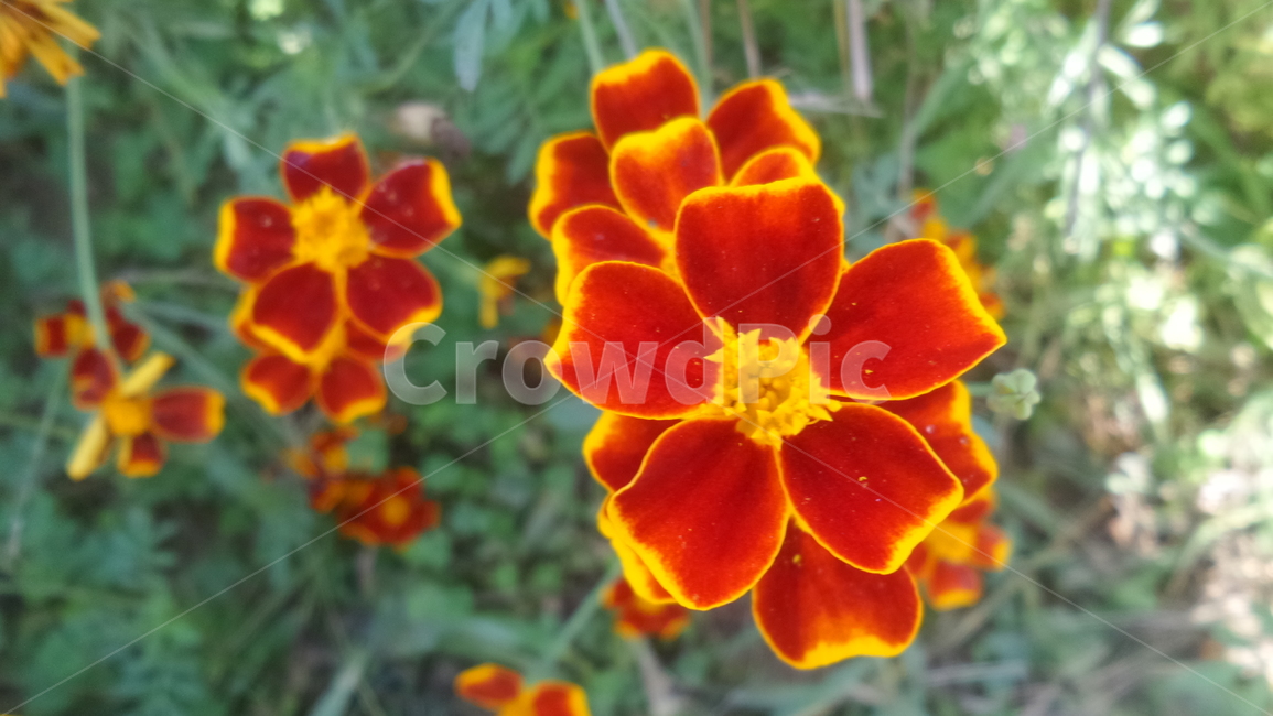 금잔화,국화과,한해살이풀,금송화,장춘화,관상용,메리골드,식물,자연,plants,nature,꽃,flower