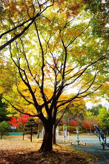 낙엽,단풍,maple,식물,나뭇잎,나무,가을,계절,fall,autumn,season,식물,자연,plants,nature,나무,trees,wood,tree,plant,tree trunk,나무 줄기