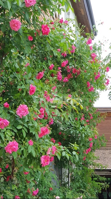 flower,꽃,식물,장미,배경
