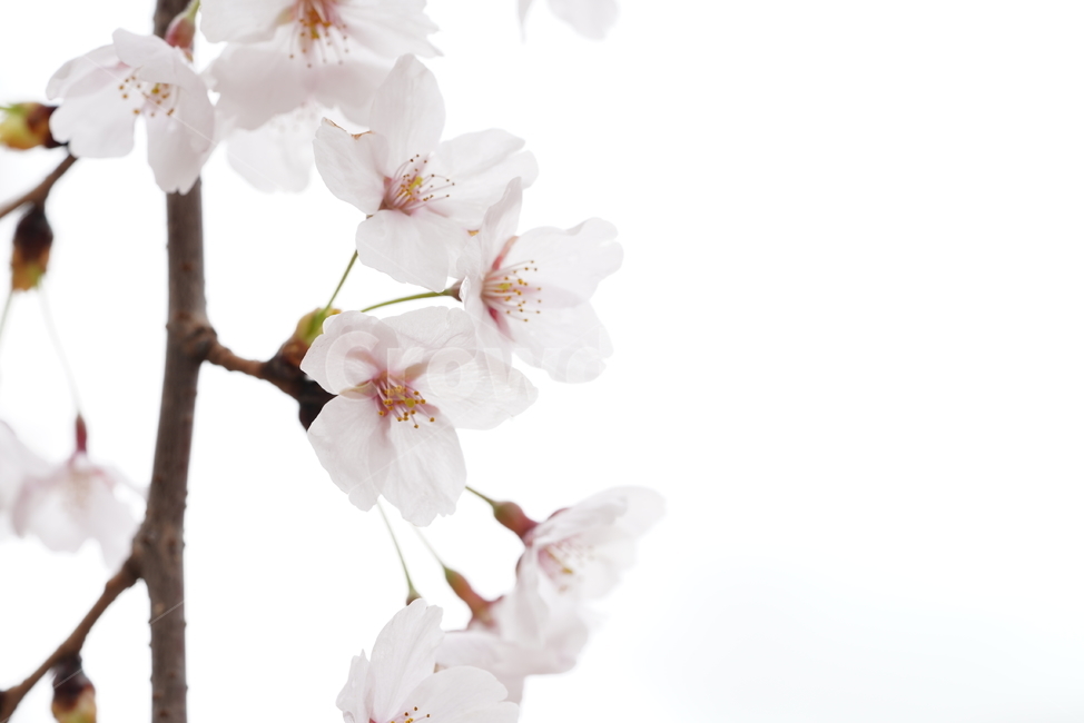 벚꽃,꽃,계절,봄,봄꽃,플라워,flower,날씨,화이트,흰색,하얀색,생명,생물,나무,느낌,감성,봄,계절,spring,season,식물,자연,plants,nature,꽃,flower,plant