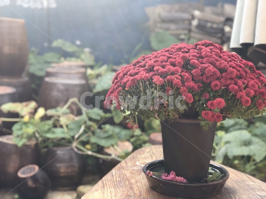꽃,flower,plant,blossom,장독대,한옥주택,한옥,호박넝쿨,호박,화분,햇살,가을,한국전통,한국문화,korean traditional,korean culture,식물,자연,plants,nature,꽃,flower