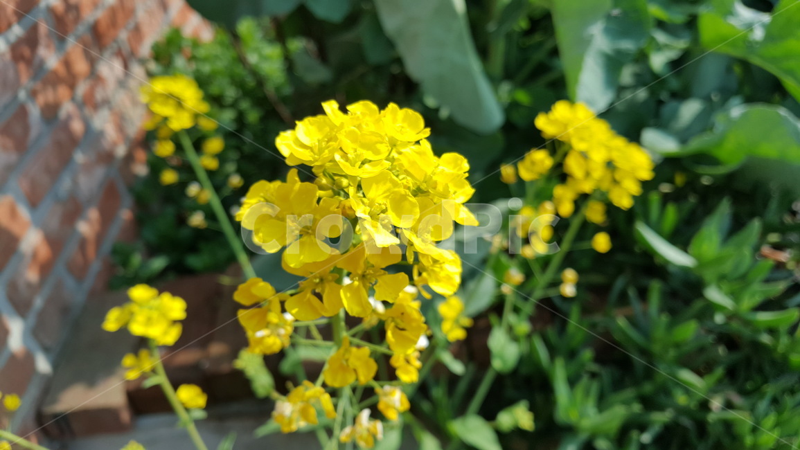 유채꽃,꽃,식물,plant,flower