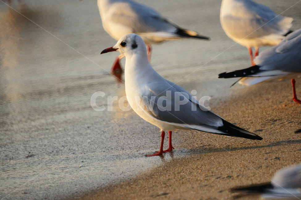 광안리,갈매기,뱃사장,바다,모래,동물,animal,조류,새,birds