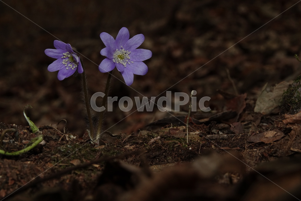 노루귀,야생화,꽃,봄,계곡,식물,자연,plants,nature,꽃,flower