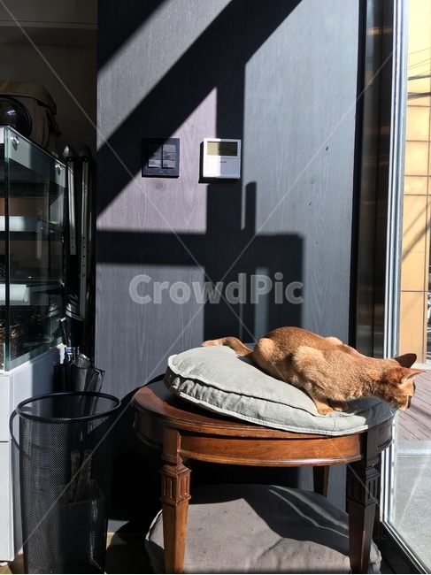 고양이,냥이,꾹꾹이,졸귀탱,고냥이,동물,animal,포유류,mammal,고양이,cat,kitten,kitty