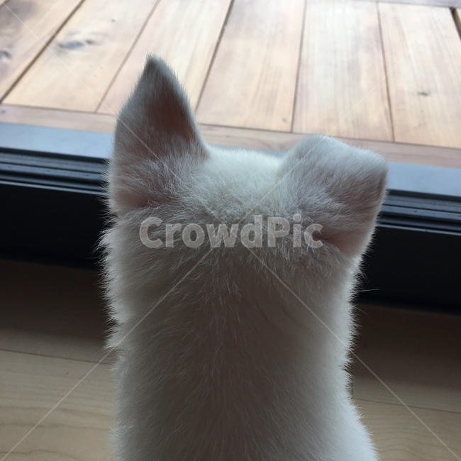 강아지,댕댱이,dog,puppy,귀여움,아기강아지,백구,흰강아지,믹스견,잡종,귀,강아지귀,사랑스러움,cute,lovely,whitedog,애완견,pet,동물,animal,포유류,mammal,개,강아지,dog,doggy