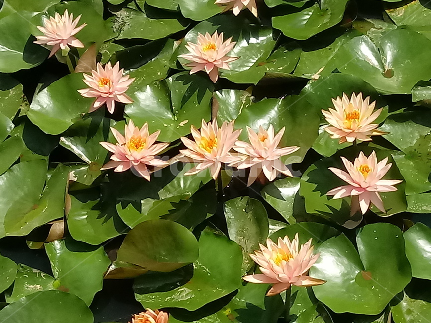 수련,다년생초본식물,수생식물,이판화,쌍자엽식물,자우련,waterlily