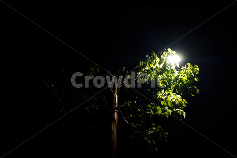 어둠,빛,나무,숲,공원,야경,밤,풍경,nightscape,night,landscape,light,flare,플레어