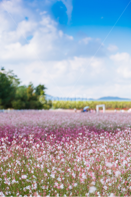 자연,풍경,꽃,꽃밭,식물,flower,자연,풍경,nature,landscape