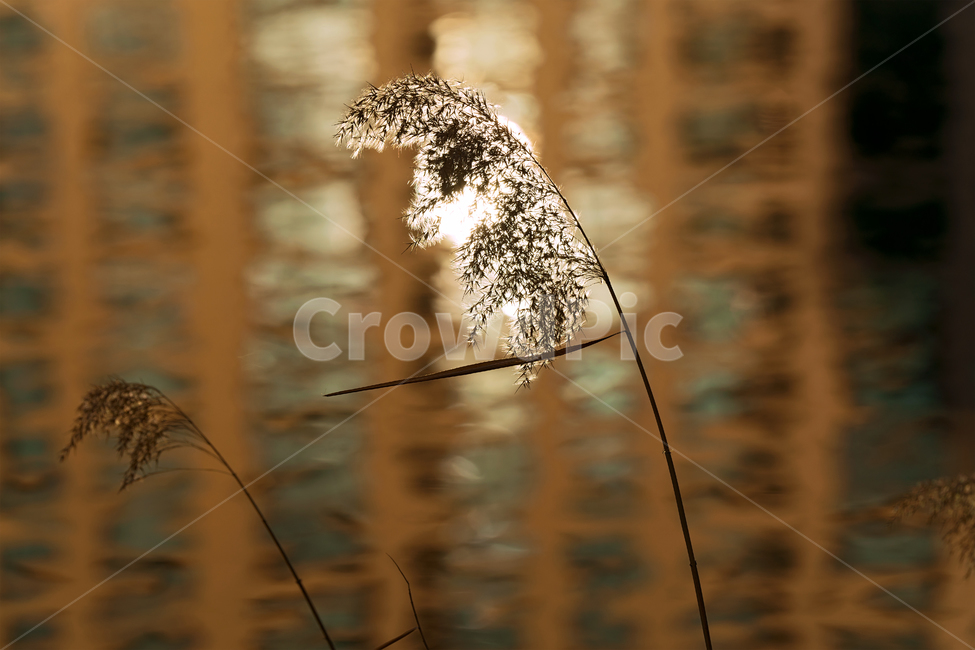 갈대,바람,풍경,강물,reed,grass,plant,식물,자연,plants,nature