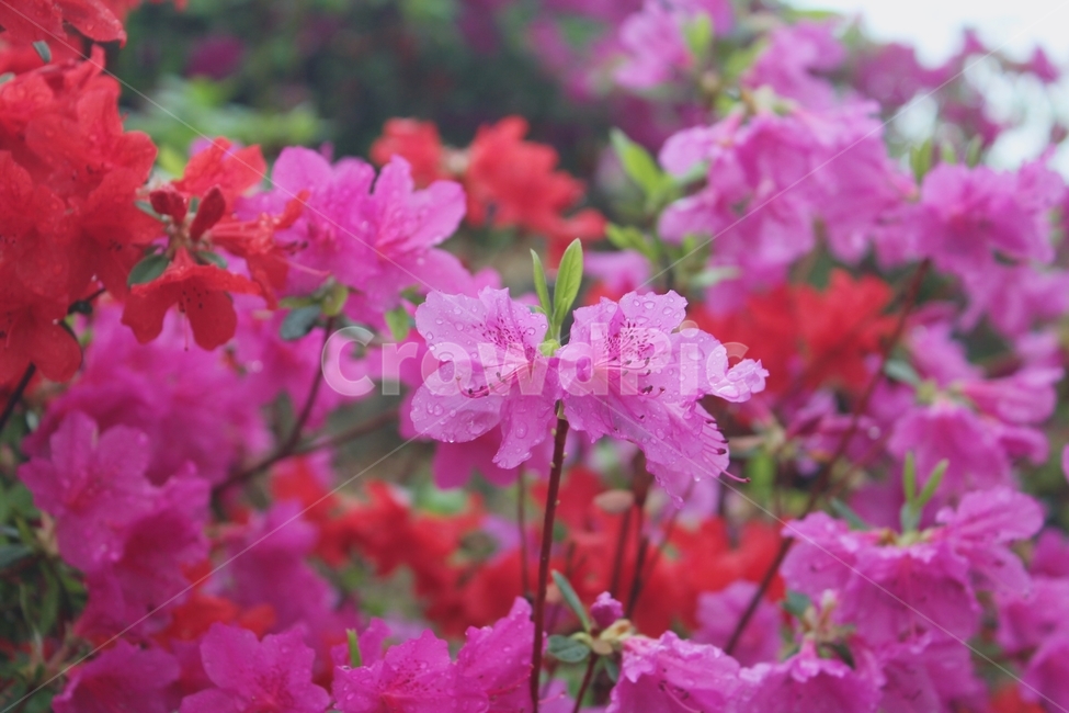 철쭉,꽃구경,감성사진,예쁜사진,꽃,풍경사진,풍경,봄,계절,spring,season,식물,자연,plants,nature,꽃,flower,geranium,제라늄,plant,blossom