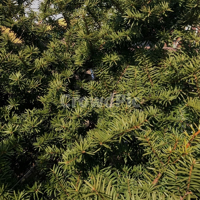 plant,식물,tree,나무,abies,아비,fir,전나무,conifer,구과식물,green