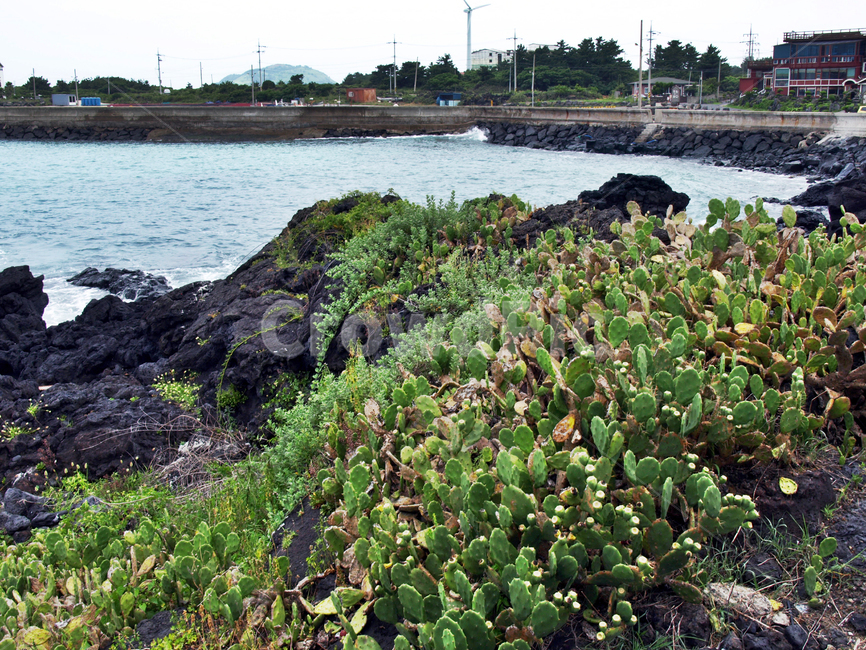 해안길,선인장자생지,제주,올레14코스,올레길,바다,자연,풍경,nature,landscape,제주도,jeju,jeju island,plant,식물