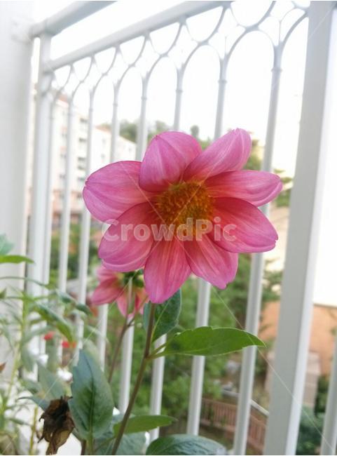 식물,꽃,화단,여름,flower,식물,자연,plants,nature,꽃,flower