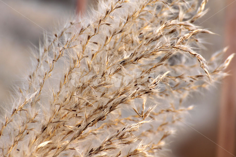 plant,식물,grass,잔디,food,곡물,grain,갈대,가을,계절,fall,autumn,season,식물,자연,plants,nature,음식,vegetable,야채