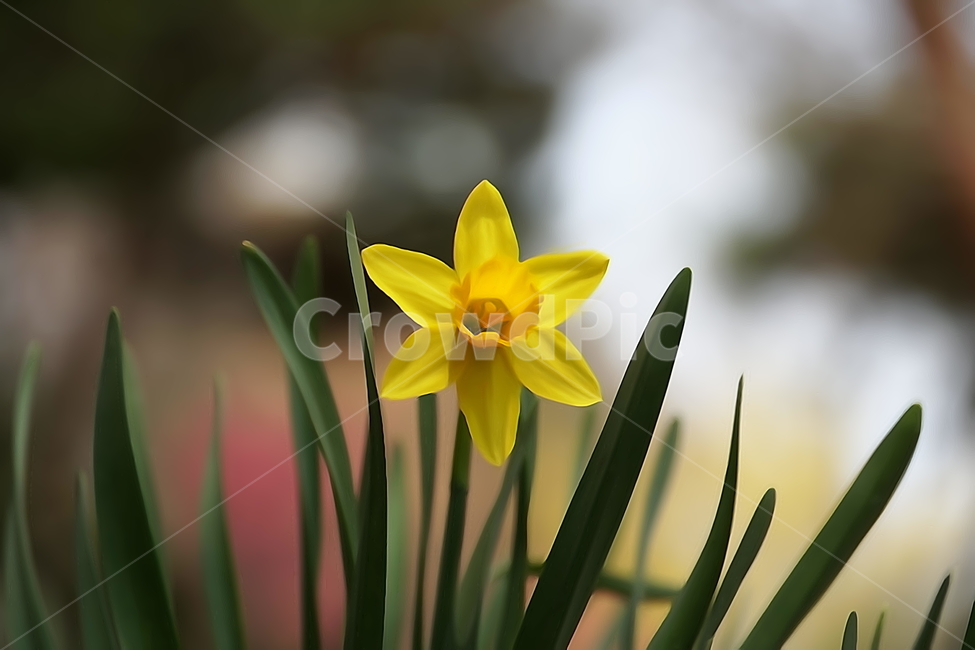 수선화,한국자연,꽃,꽃사진,플라워,flower,봄,봄꽃,spring,식물,plants,자연,nature,풍경,landscape,계절,season,snap,스냅,접사,macro,closeup,클로즈업,감성사진,감성,힐링,healing,느낌,feel,feeling,꽃밭,화단,나무,나뭇가지,tree,꽃봉오리,4월,April,봄,계절,spring,season,식물,자연,plants,nature,꽃,flower,plant,blossom