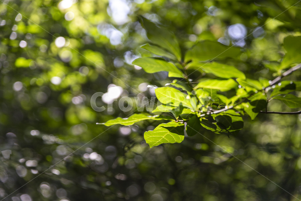 녹색,자연,나무,숲,빛망울,잎사귀,풍경,배경,식물,자연,plants,nature,휴식,힐링,rest,relaxation,healing