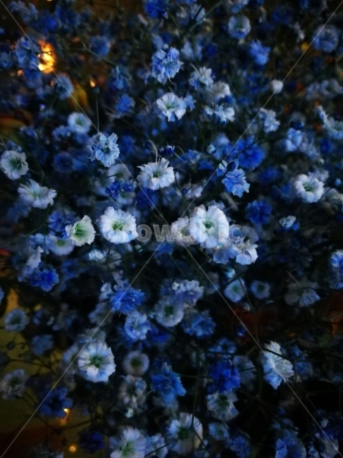 안개꽃,꽃,꽃다발,화병,무드,배경화면,식물,자연,plants,nature,꽃,flower
