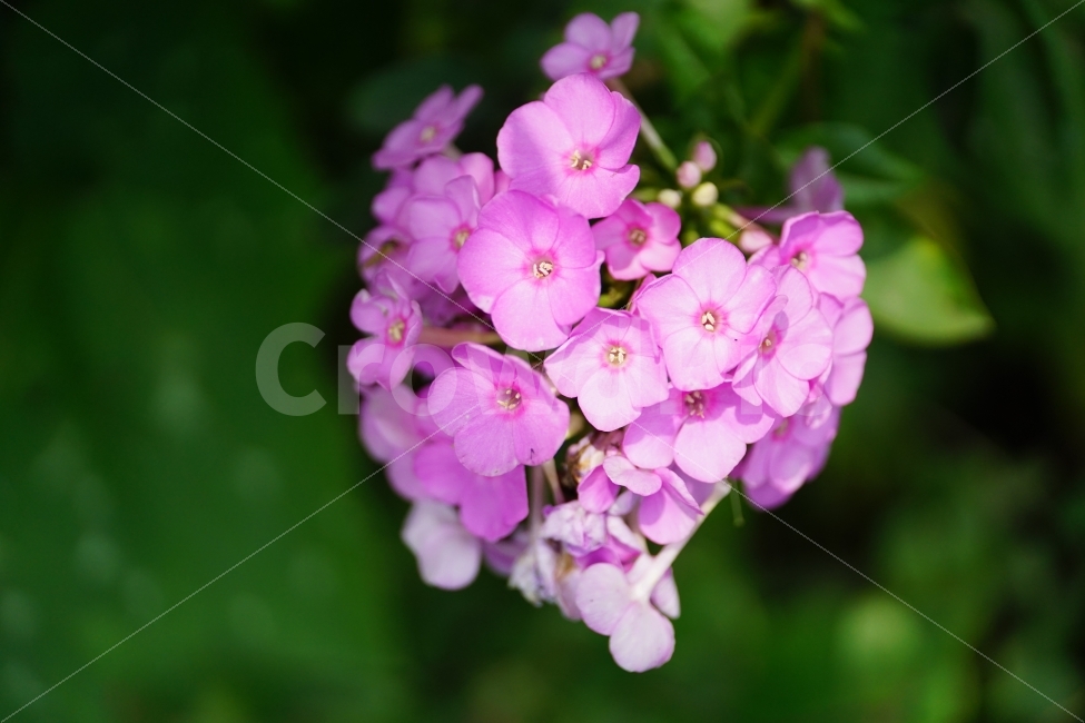 풀협죽도,플록스,플라워,꽃,식물,자연,phlox,flower,nature,식물,자연,plants,nature,꽃,flower